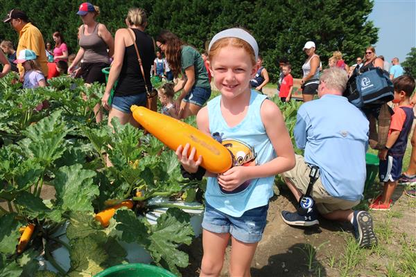 squash harvesting 